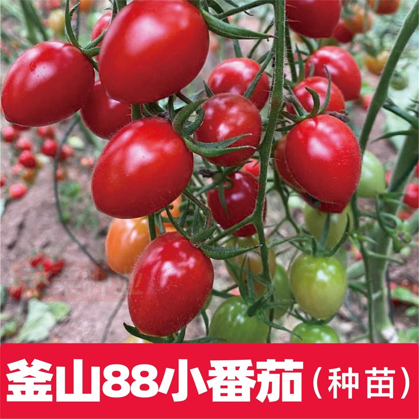釜山88超甜樱桃番茄种秧苗