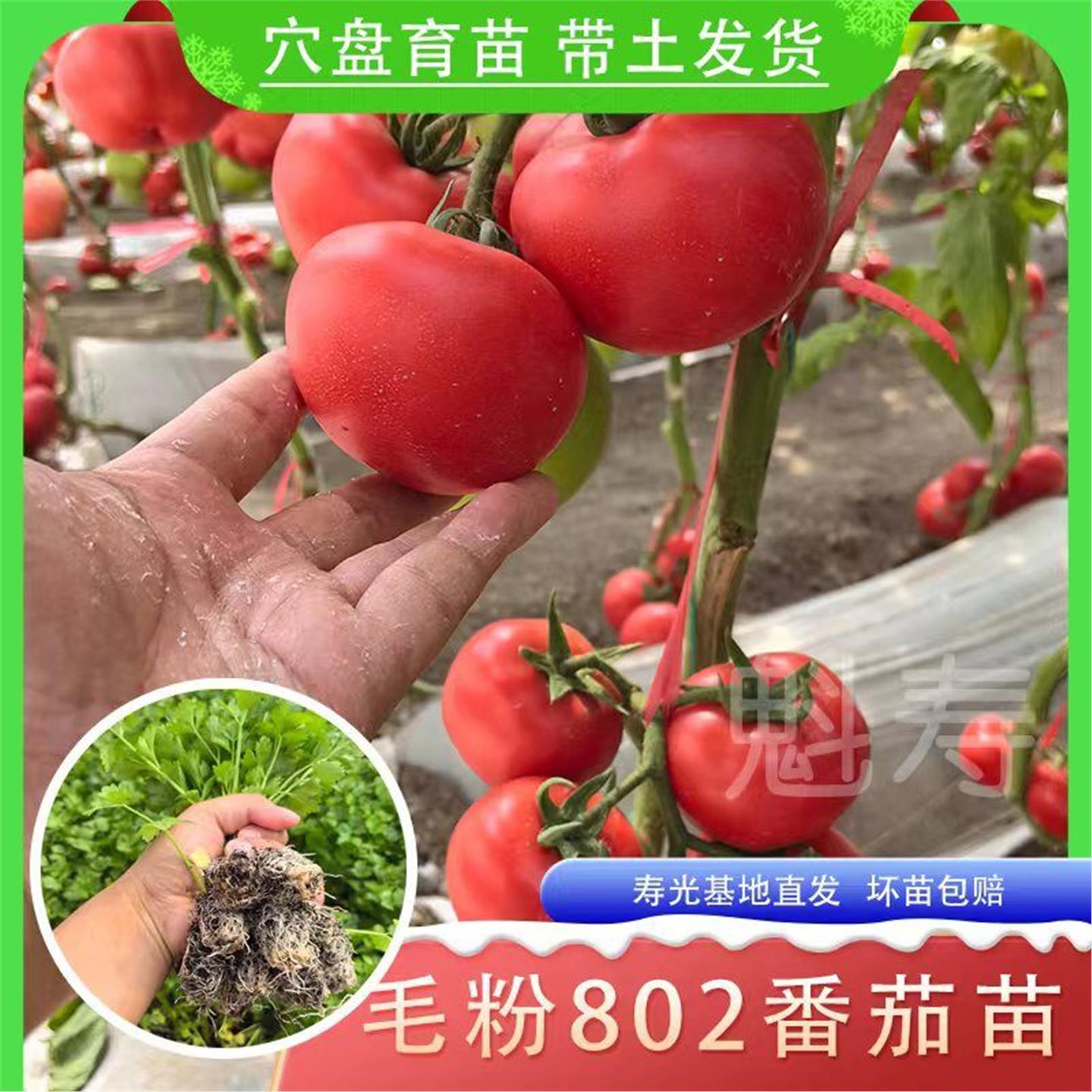 老品种沙瓤毛粉802番茄苗