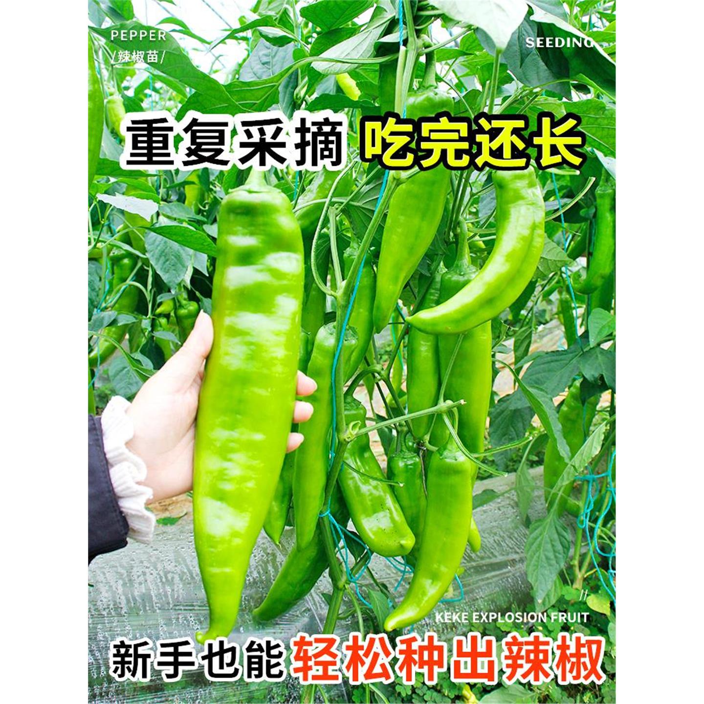 寿光特大牛角椒种子苗秧辣