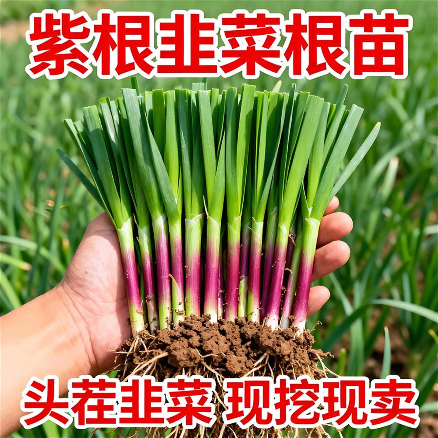 韭菜根苗现挖新鲜宽叶紫室