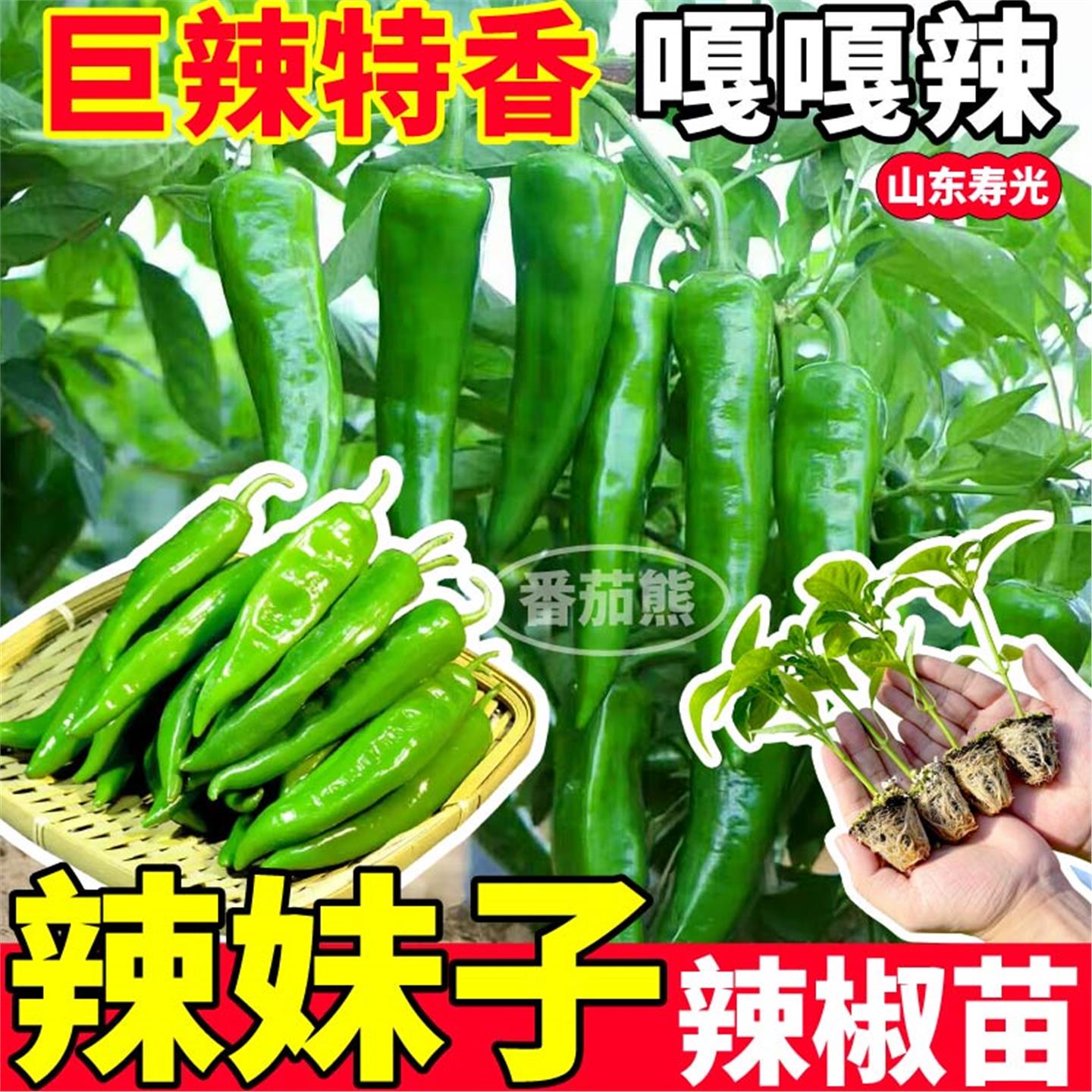 辣妹子超特椒苗秧种籽四季