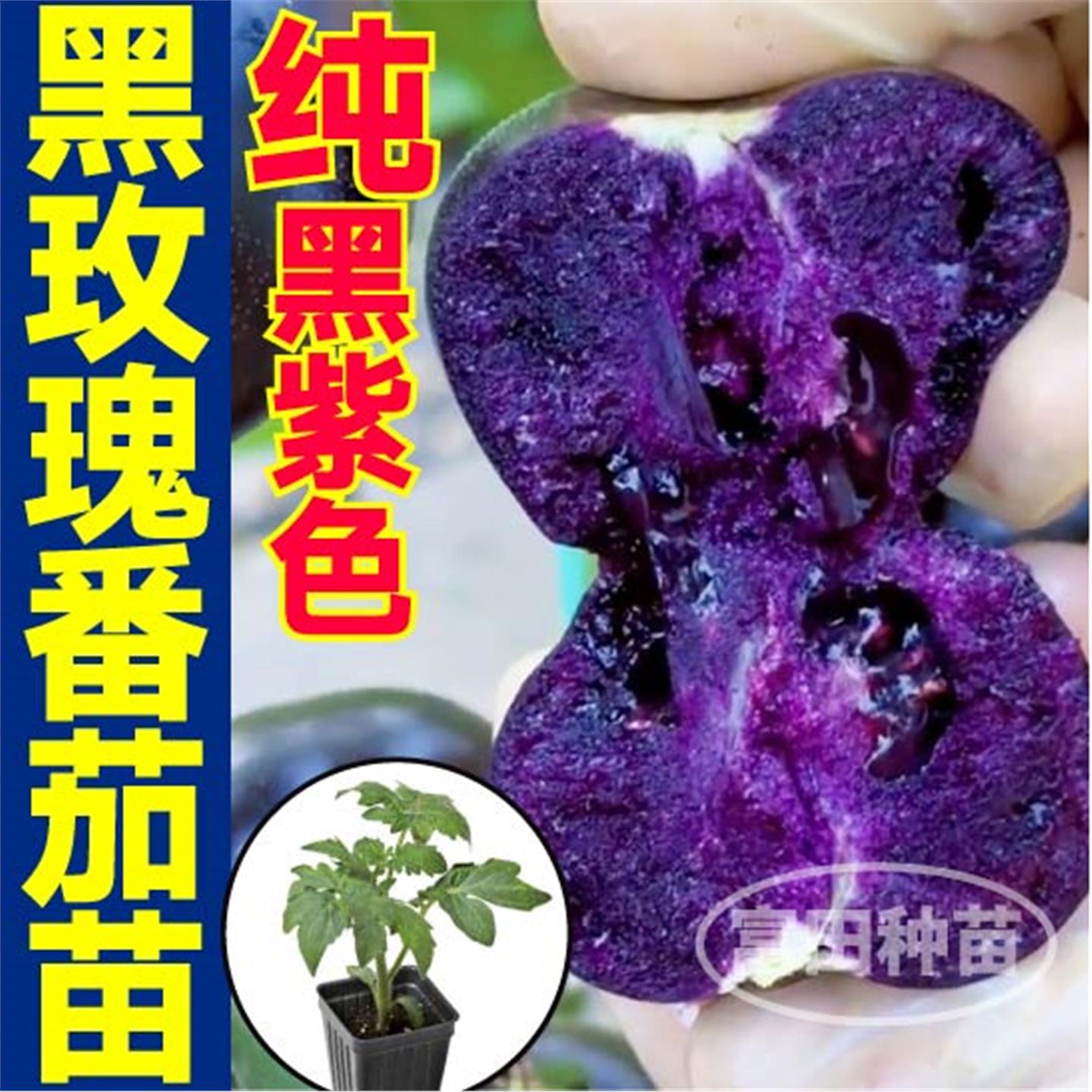 寿光黑紫色玫瑰番茄苗秧种