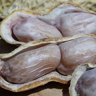 龙岩特产水煮白晒花生咸酥香脆带壳蒜香味五香瓜子米晒干瓜子