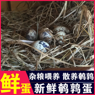 【顺丰包邮】农家自养生鹌鹑蛋50枚新鲜鹌鹑蛋自家杂粮喂养鸟蛋A