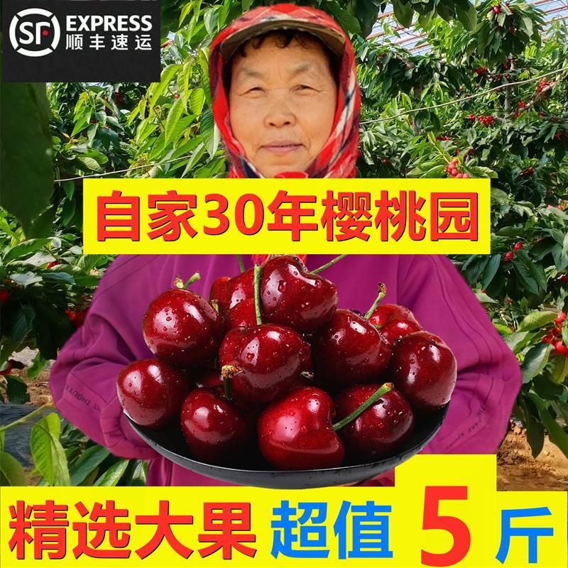 大连美早大樱桃自家樱桃国产车厘子特大现摘现发孕妇水果新鲜5斤5 水产肉类/新鲜蔬果/熟食 车厘子/樱桃 原图主图