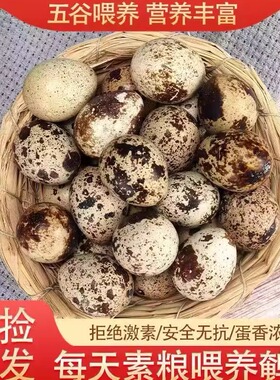 新鲜生鹌鹑蛋当日产蛋包装孕妇宝宝副食品等50枚/箱