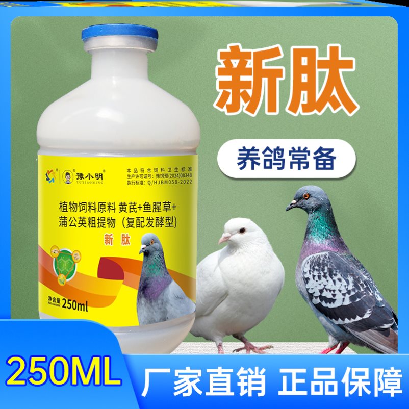 新肽鸽用鸽子歪头歪脖鸽子炸毛新肽养鸽鸽子新肽 正品锁头炸毛