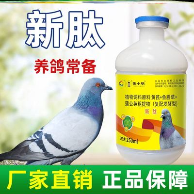 新肽鸽子食欲不振新肽养鸽鸽子炸毛鸽子歪头歪脖新太锁头炸毛