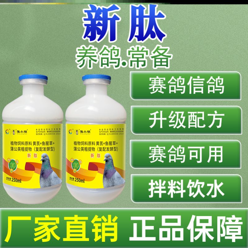 新肽鸽用鸽子新肽 正品新肽养鸽鸽子炸毛鸽子歪头歪脖锁头炸毛