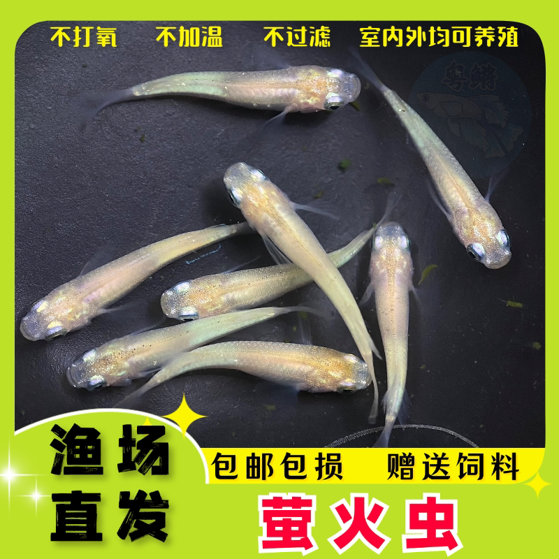 粤鳉萤火虫观背青鳉鱼观赏鱼冷水耐活精品古法缸新手推荐小型鱼