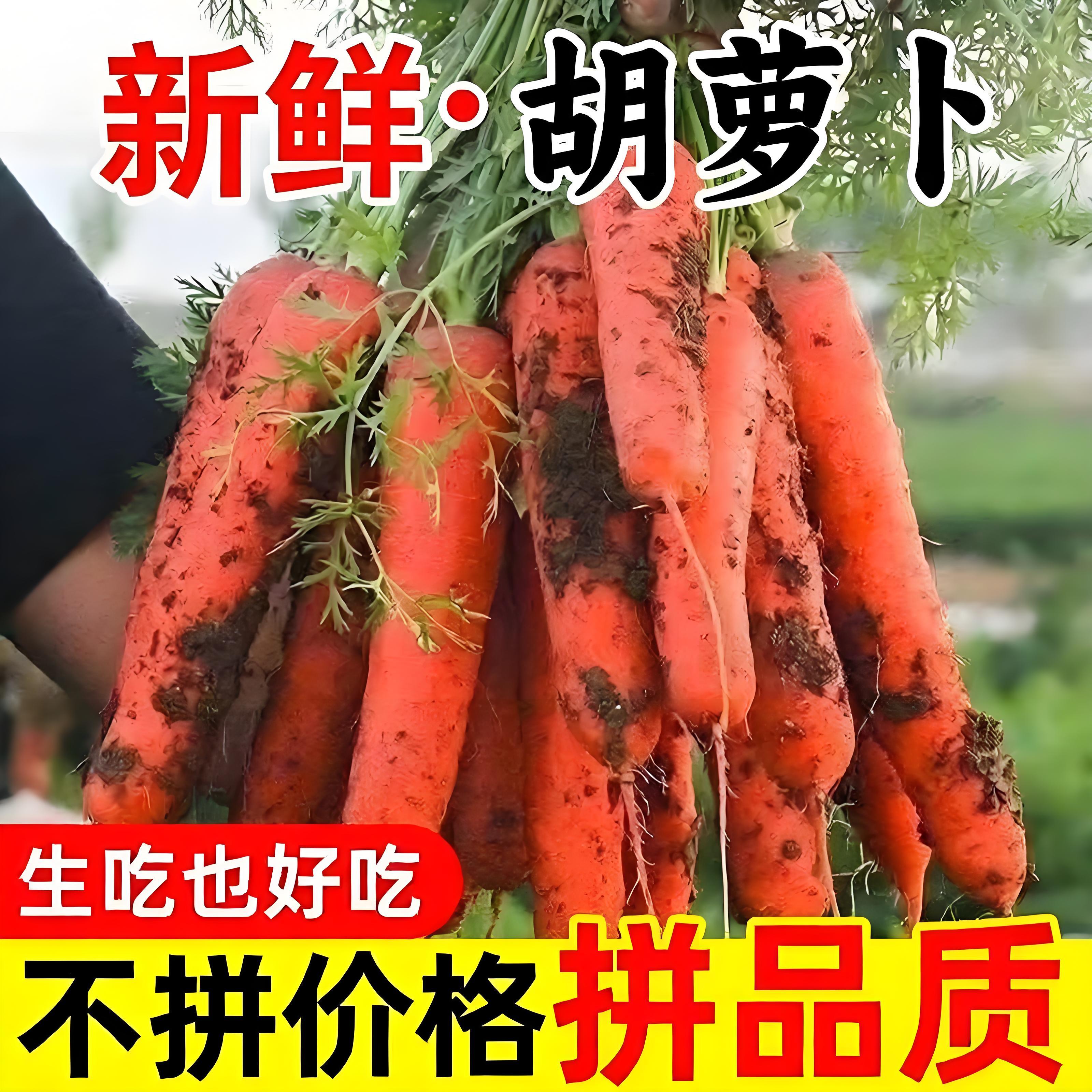 沙地现挖带泥脆甜胡萝卜营养健康