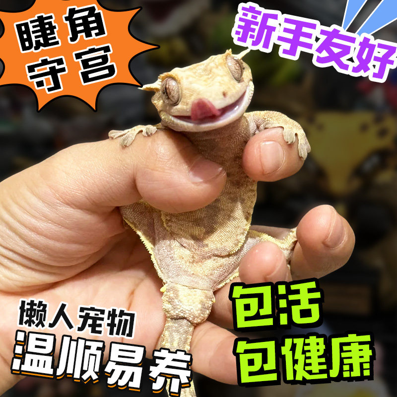 睫角守宫蜥蜴无毒网红宠物入门级爬宠活体温顺好养不咬人另类小宠
