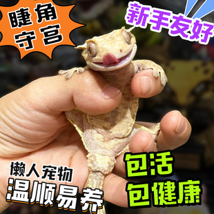 睫角守宫蜥蜴无毒网红宠物入门级爬宠活体温顺好养不咬人另类小宠