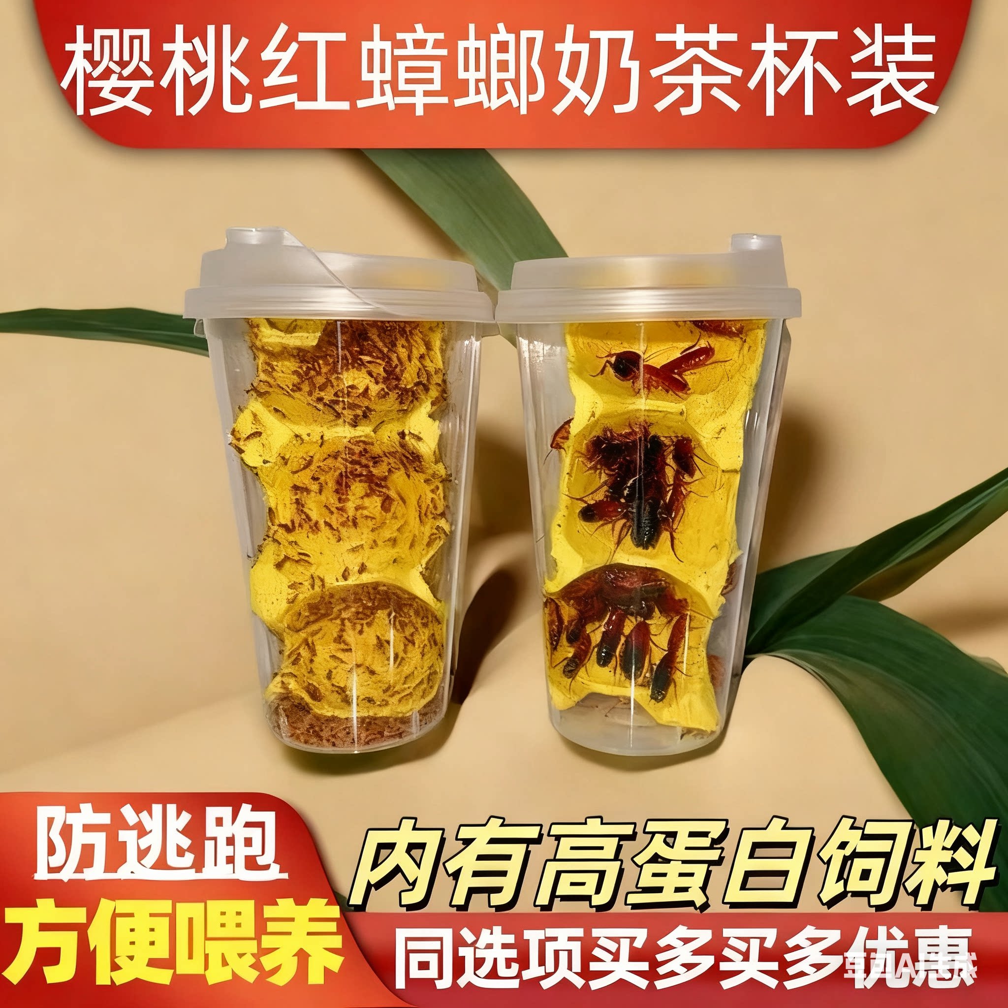 樱桃红蟑螂爬宠豹纹守宫蜘蛛树蛙蚂蚁活体食物龙鱼增色鸟活物饲料