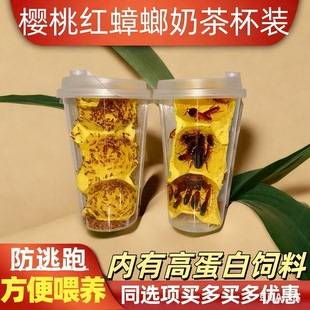 樱桃红蟑螂爬宠豹纹守宫蜘蛛树蛙蚂蚁活体食物龙鱼增色鸟活物饲料