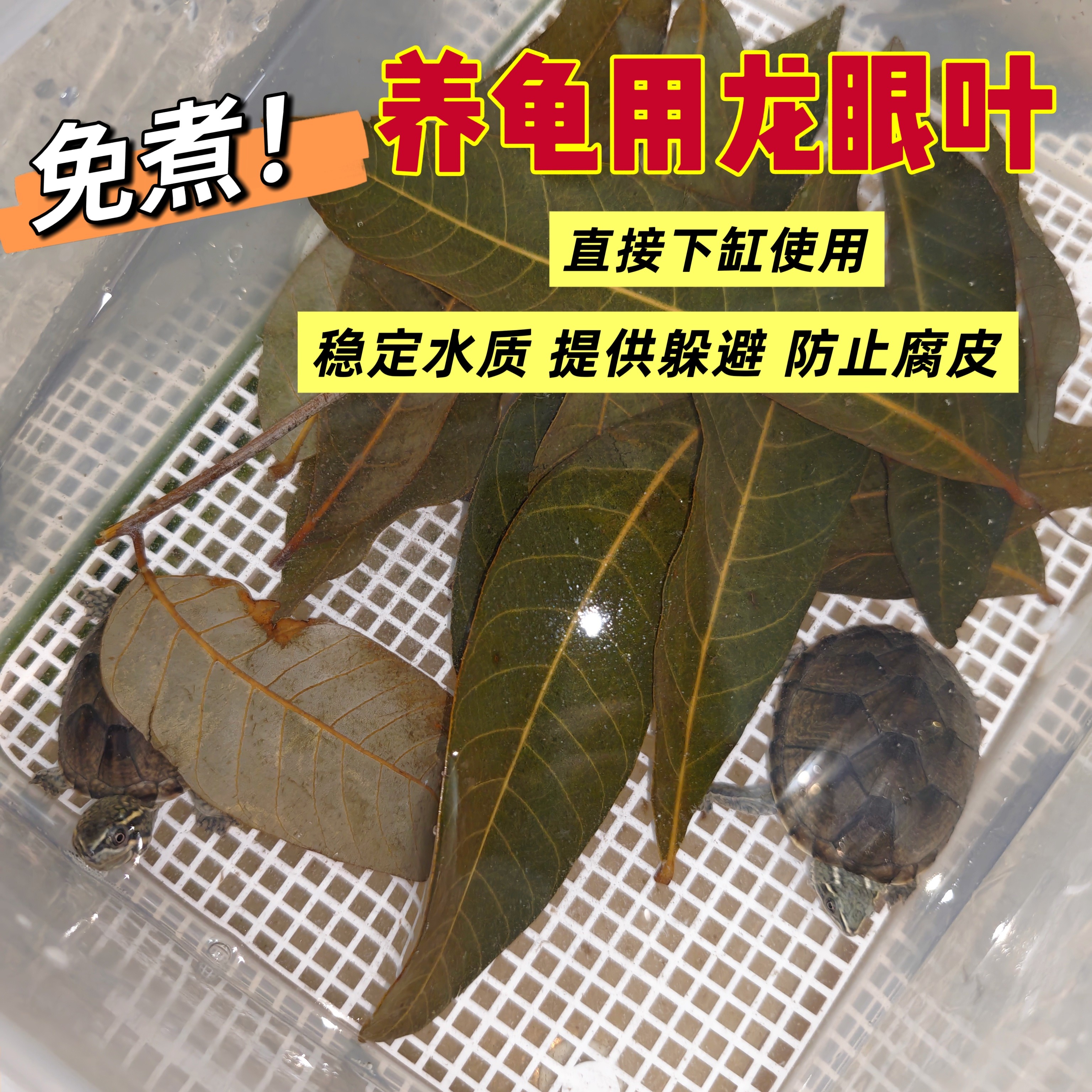 乌龟专用龙眼叶治疗腐皮调节水质图片
