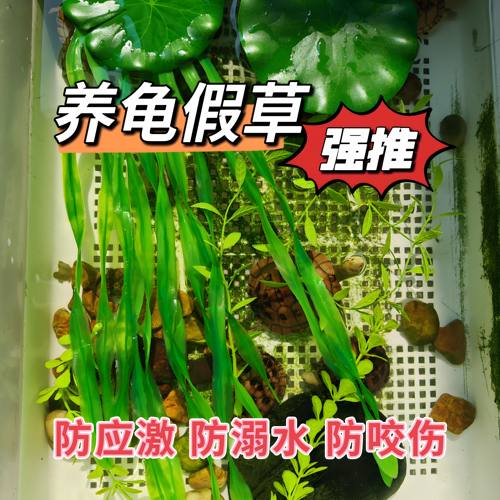 乌龟发色假草龟苗躲避水草造景