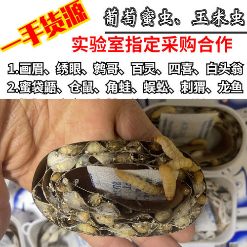 葡萄蜜玉米虫活体蜜虫大蜡螟钓鱼饵鸟虫蜥蜴守宫龟仓鼠芦丁鸡零食