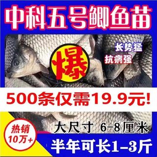 鲫鱼苗淡水养殖食用中科5号鲫鱼工程鲫湘云鲫高背鲫活体鱼苗包活