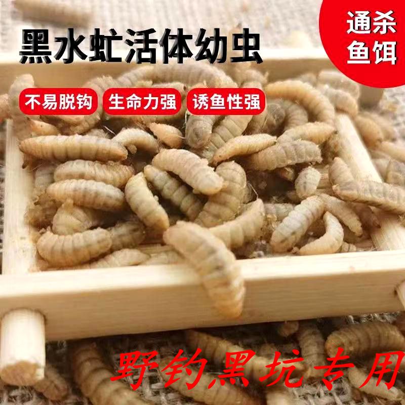黑水虻活虫活体饵料垂钓罗非鲫鱼翘嘴黄辣丁溪流江河水库野钓专用