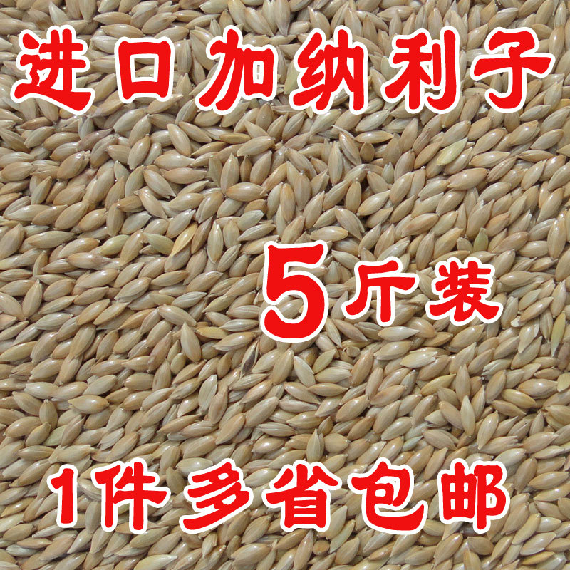 进口加纳利子/鹦鹉鸟食/油尖粟/白尖粟 草庐籽鸟粮5斤多省包邮图片