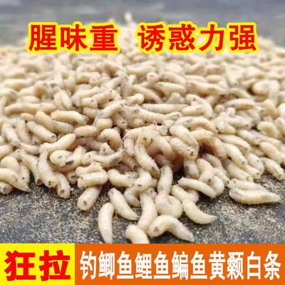 蛆虫活虫钓黄辣丁鲢鲫石斑鱼白条翘嘴马口肉蛆钓鱼饵人工无菌养殖