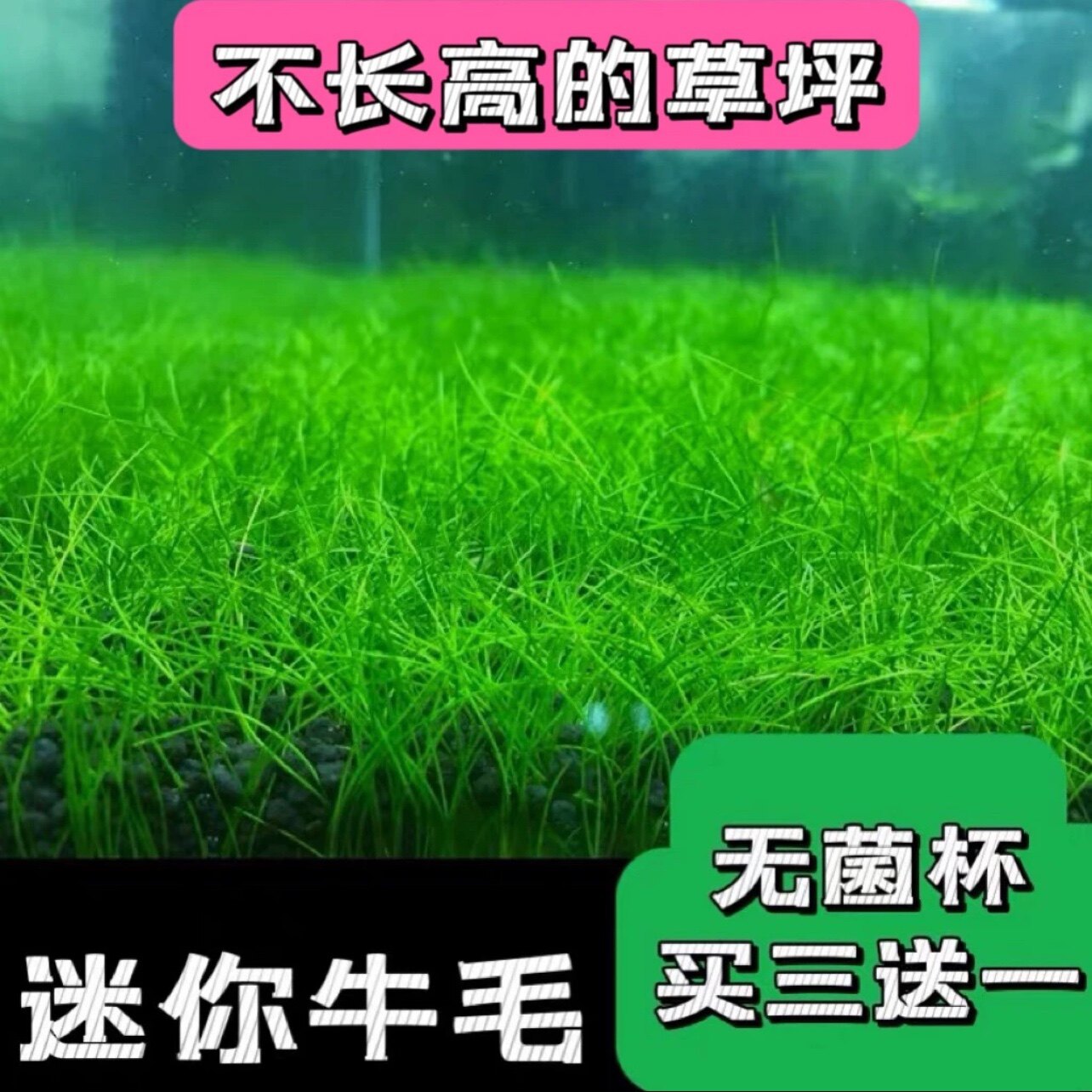 活体水草鱼缸造景前景草日本迷你牛毛正宗迷你牛毛牛毛毡无菌杯装