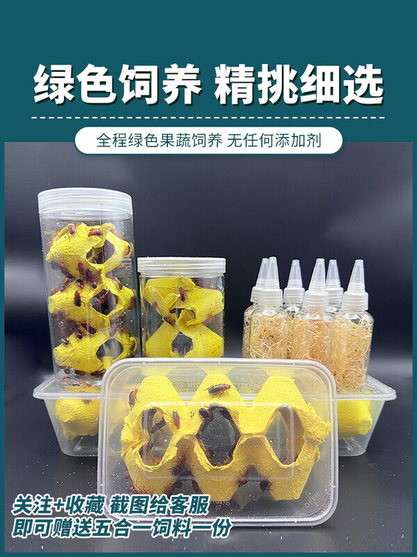 樱桃红蟑螂活体饲料盒装瓶装方便简单适合新手守宫食物爬宠鸣虫
