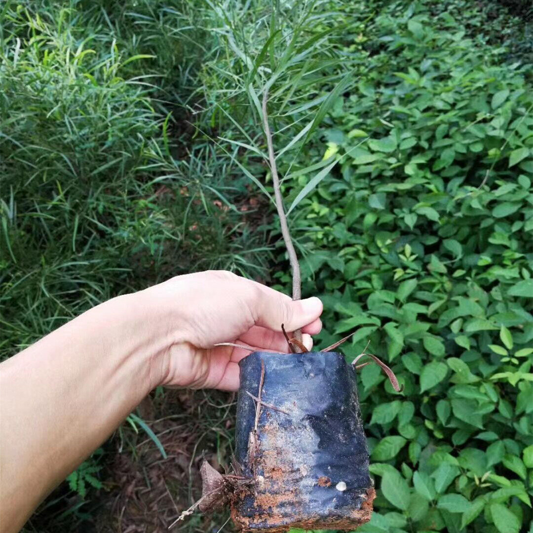 黑木相思树苗黑木相思小苗名贵木材林绿化苗木速生造林苗