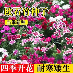 欧石竹花籽子耐寒矮生五彩石竹花种孑阳台庭院室内外四季播种开花