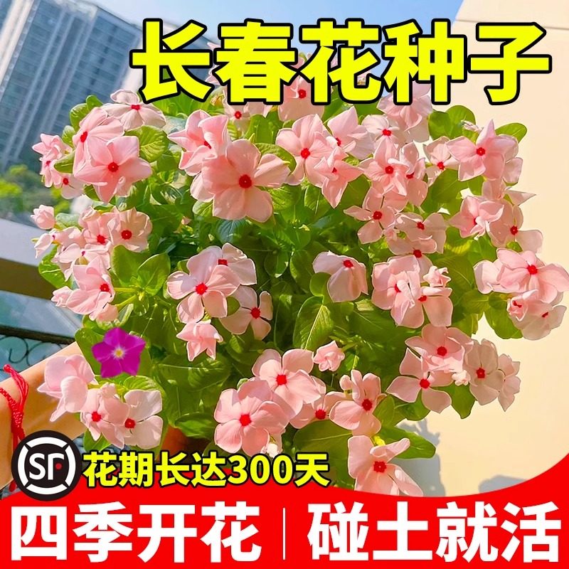长春花种子五瓣梅花籽四季播种易活庭院景观花海盆栽日春花卉种孑