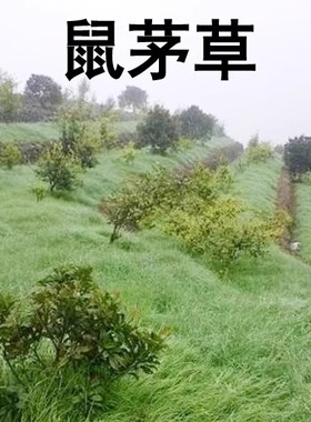 鼠茅草种籽子抑制杂草四季耐寒多年果园绿肥鼠毛草种籽孑