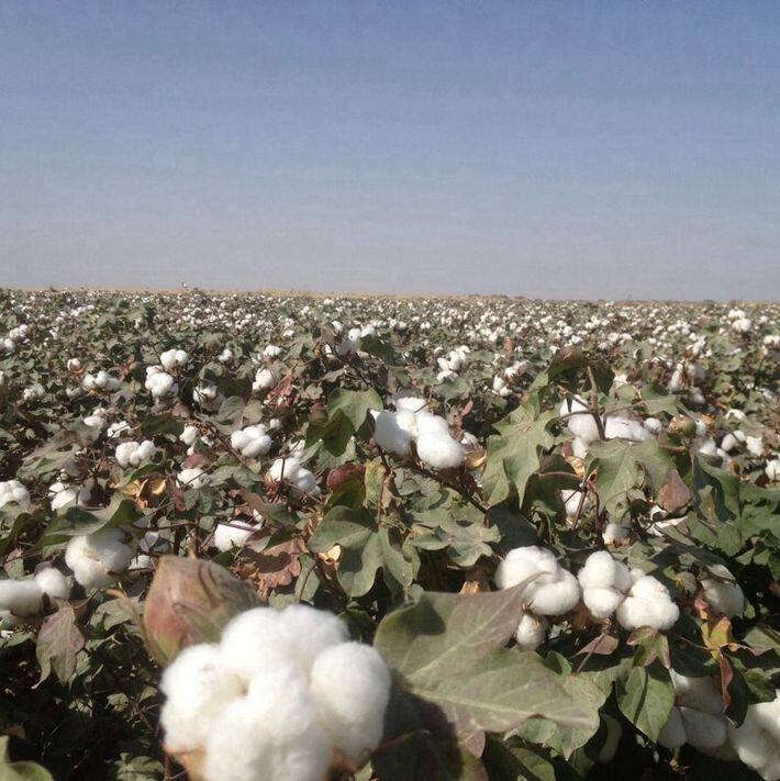 新棉花种子高产抗虫抗病农家基地易种植棉花种籽药用农用庭院种籽