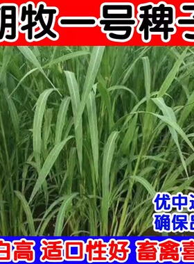 朝牧一号抗旱耐盐碱健宝雀叶稗养猪牛羊鹅水草水稗籽高产光头稗