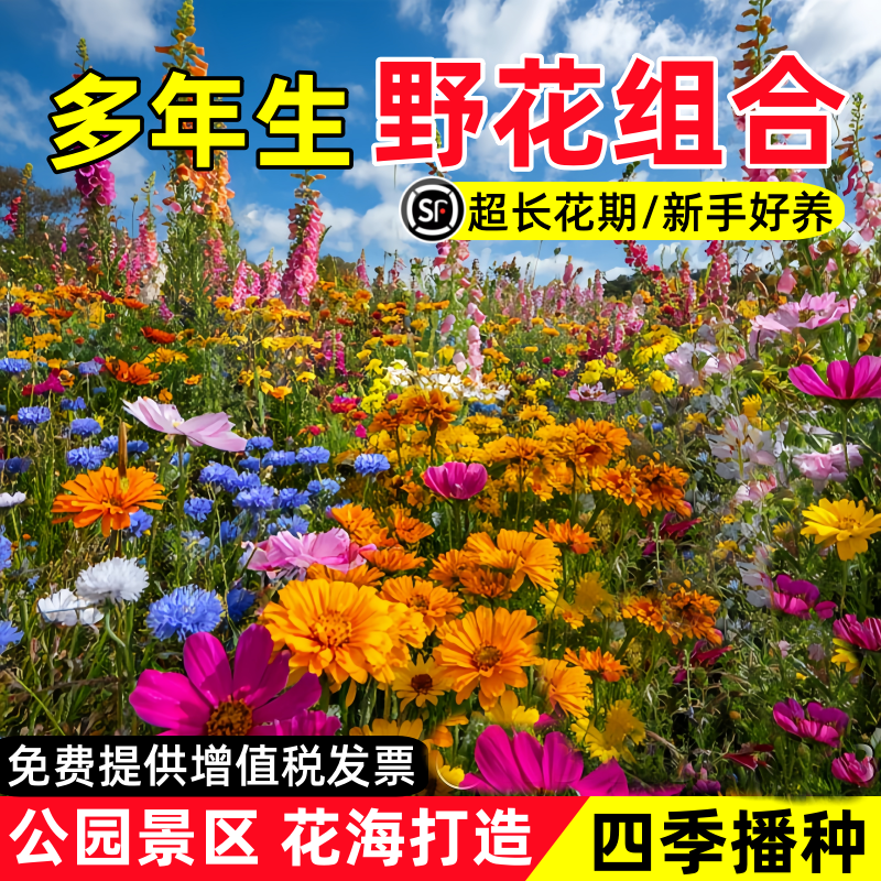野花组合种子除虫菊籽四季播