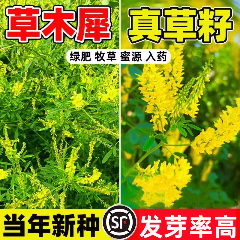 草木犀种子草木樨籽优质牧草种黄花臭苜蓿绿肥耐旱耐寒耐贫瘠蜜源