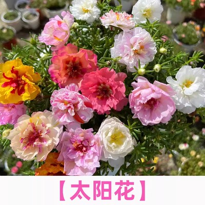 多年生重瓣太阳花种孑籽子播