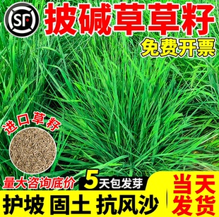 披碱草草籽矿区绿化草坪种子耐盐碱耐旱抗风沙易活护坡固土草种籽