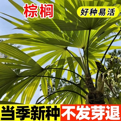 棕榈种子种籽山棕树种子花卉灌木林树种子并榈唐棕榈种子棕树种子