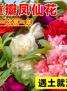 重瓣凤仙花种籽子阳台室外指甲花盆栽太阳花种孑苗四季播种开花风