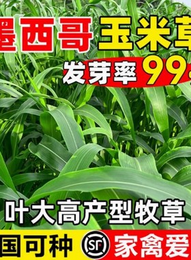 进口墨西哥玉米草种籽优12阔叶玉米草猪羊牛鱼兔养殖草籽高产牧草