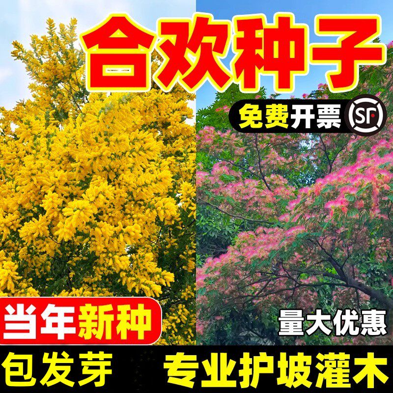 新采红花合欢种子合欢种子银合欢种子金合欢种子粉花树种子包发芽