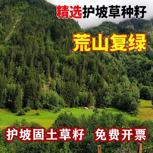 护坡灌木草种子矿山复绿草籽猪屎豆刺槐籽银合欢紫穗槐种籽胡枝子