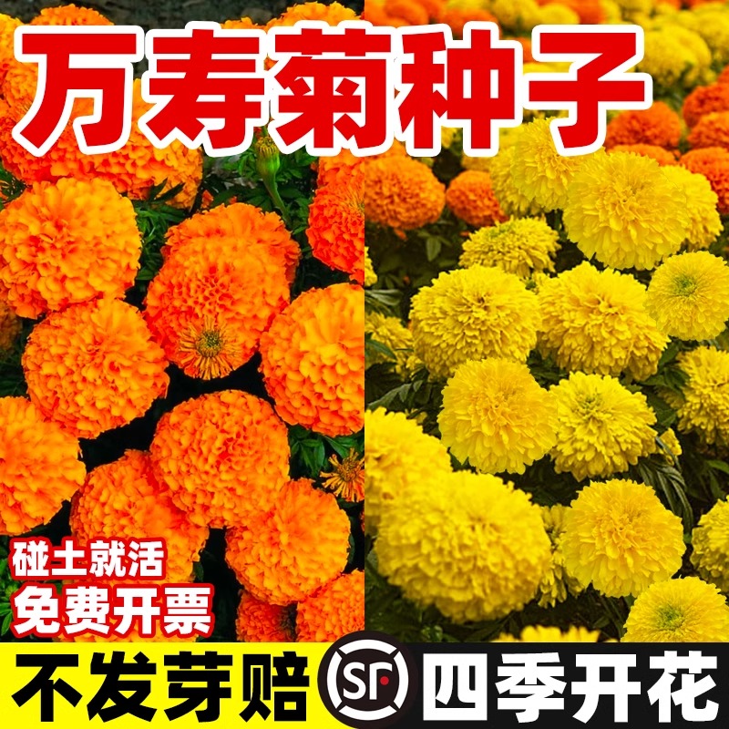 万寿菊种子四季开花易活孔雀草花种子臭芙蓉花种籽子重瓣万寿菊孑