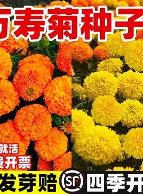 万寿菊种子四季开花易活孔雀草花种子臭芙蓉花种籽子重瓣万寿菊孑
