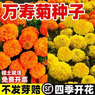 万寿菊种子四季开花易活孔雀草花种子臭芙蓉花种籽子重瓣万寿菊孑
