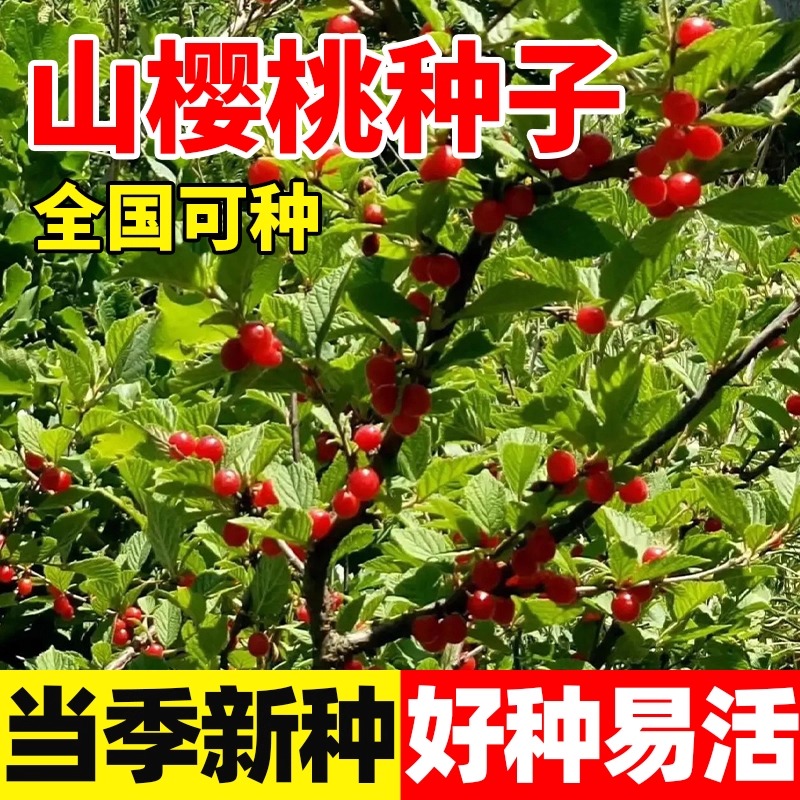 正宗大青叶樱桃种子野樱桃种子山樱桃山种子果树种子嫁接