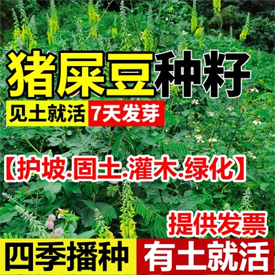 猪屎豆种子木豆灌木护坡草籽边坡固土复绿植物椭三圆叶绿化种子孑