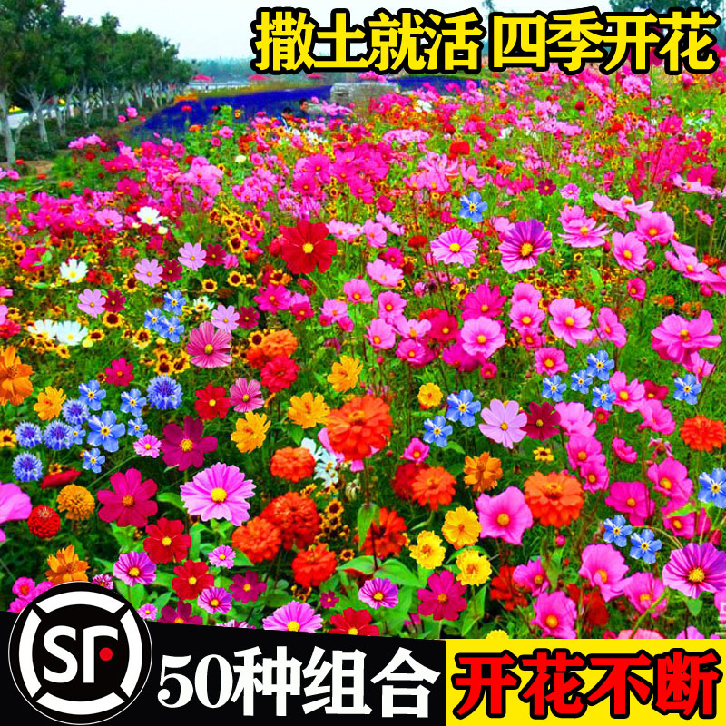 野花组合种子籽孑四季播开格