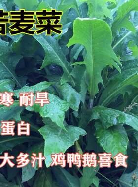 苦麦菜种籽大叶四季牧草苦麻菜马兔鱼喂猪鸡鸭鹅吃的草苦荬菜种子